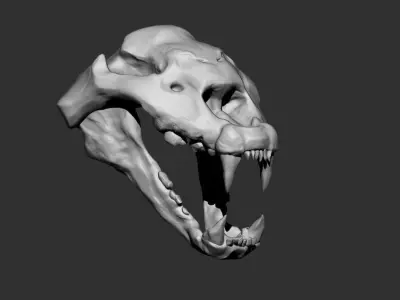 cheetah skull 3D model
