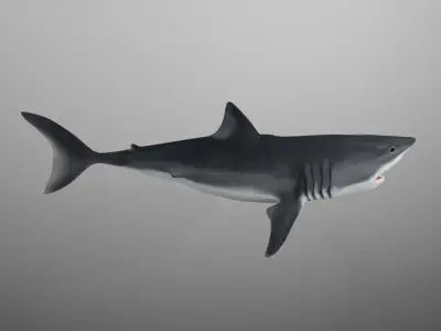 Great White Shark Low-poly 3D model 2
