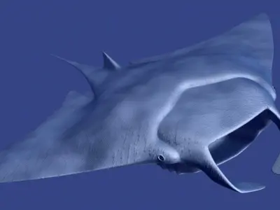 Manta Ray 3D model buy