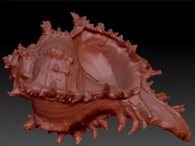 Shell Pendant Cabrits Murex Pendant  necklace charm jewelry 3D print model