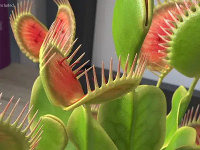  Venus Flytrap Dionaea Muscipula Plant 