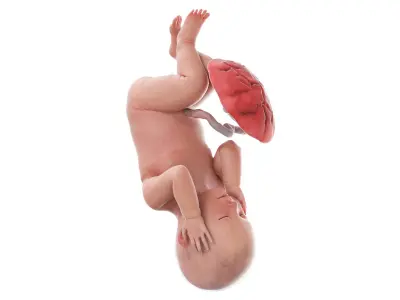  Fetus Anatomy Week 42 Animated 