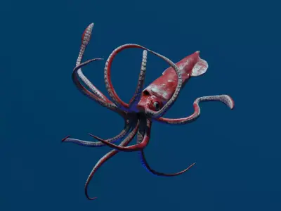 Giant Squid Low-poly 3D model buy