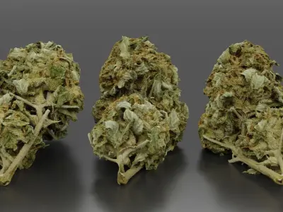 Cannabis Bud 04 3D model
