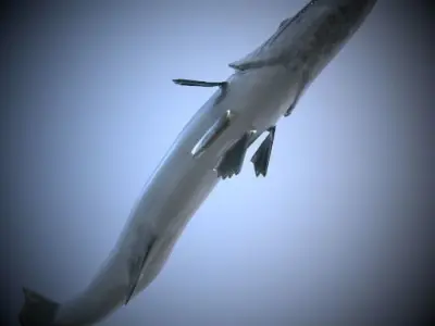 Barracuda Fish 3D model
