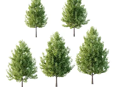 Maidenhair Ginkgo Biloba Tree 01 3D model