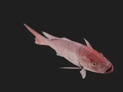 Snapper Low-poly 3D model 7