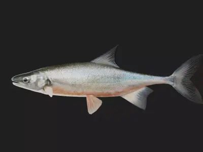 Carp fish Low-poly 3D model