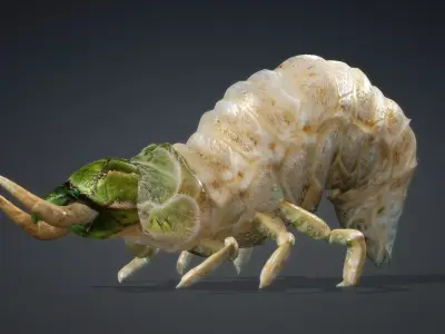 Larval-V1a 3D model