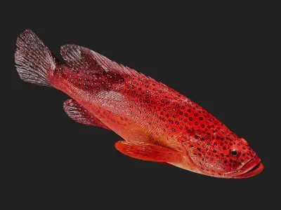 Grouper Low-poly 3D model purchase