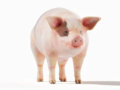  Full Pig Anatomy Animated 