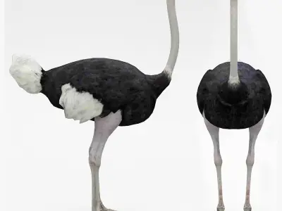 Ostrich 3D model