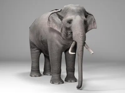 Asian Elephant Animated 3D model