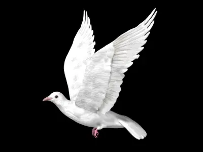 Dove white pigeon Low-poly 3D model