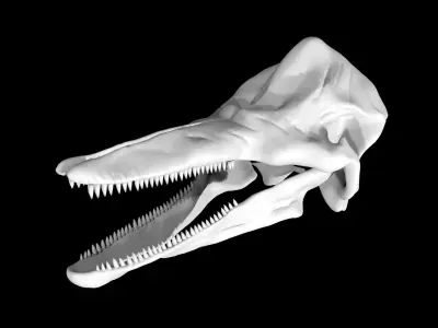 Dolphin skull Low-poly 3D model