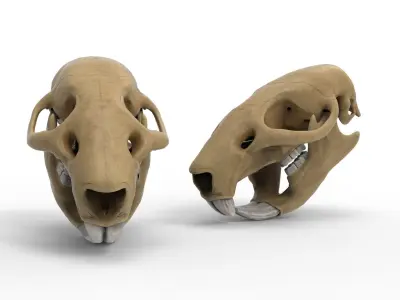 Rat skull 3D model
