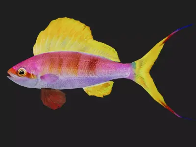Serranidae Low-poly 3D model purchase