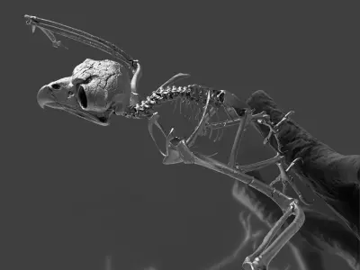 Silver Metal Owl Skeleton for Art Visualization Project 3D model