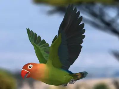 Agapornis Fischeri "Fischer's Lovebird" 3D model
