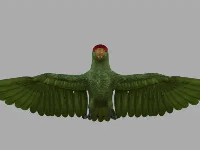 Parrot Rigged and Animated 3D model