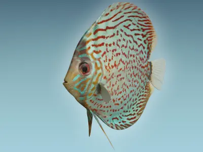 Discus Fish 4 3D model