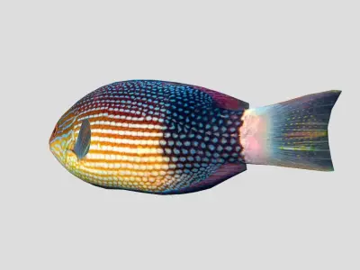 Mauritius hogfish Low-poly 3D model