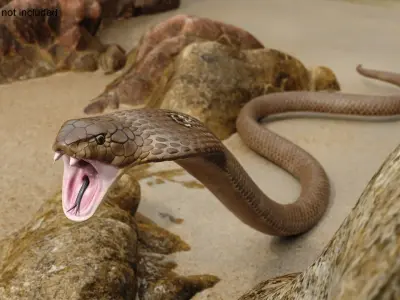  Naja Cobra Snake Attack Pose 