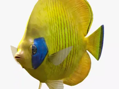 Bluecheek Butterflyfish Low-poly 3D model purchase