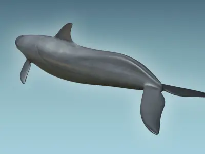 False Killer Whale 3D model