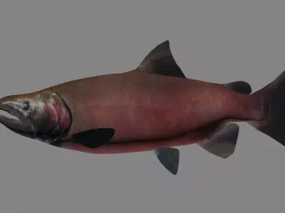 Coho Salmon 3D model