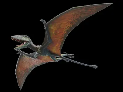 Dimorphodon 3D model