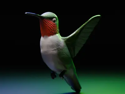 hummingbird 3D model purchase