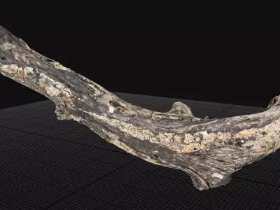 Withered Tree trunk wood 3d scan highpoly 3D model