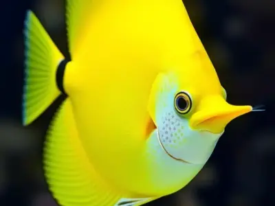 Vibrant Yellow Fish Brightly Colored Marine Blue Spots Long Fins Low-poly 3D model