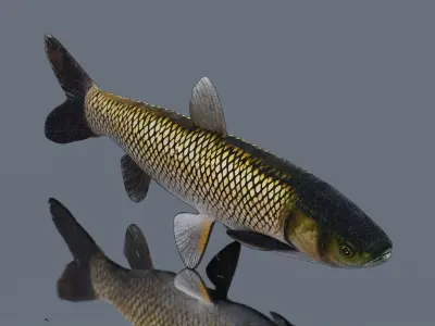 Grass Carp Low-poly 3D model purchase