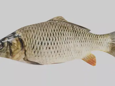 Low Poly Carp fish Free low-poly 3D model