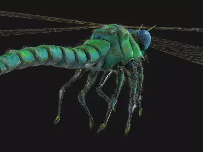 Meganeura Low-poly 3D model