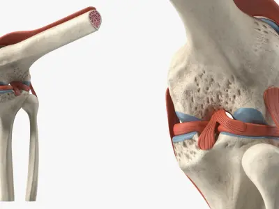 Knee Joint Model Rigged for Cinema 4D 3D model