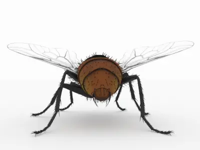fly 3d models 3D model
