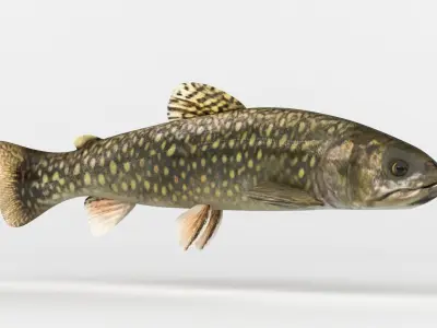 Trout Fish 3D model