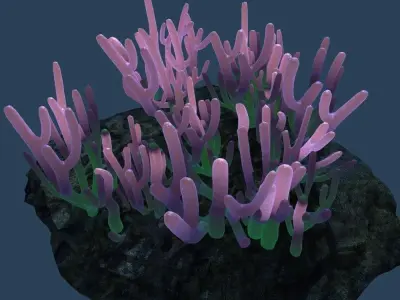 Coral on rock 3D model purchase