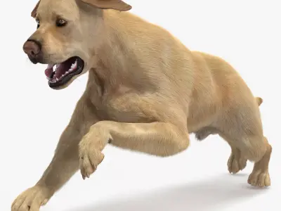 Running White Retriever Dog Fur Animated Rigged for Cinema 4D 3D model purchase