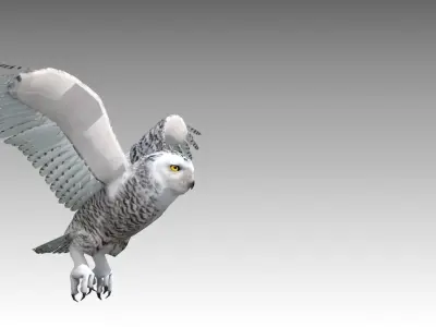Snowy Owl Low-poly 3D model