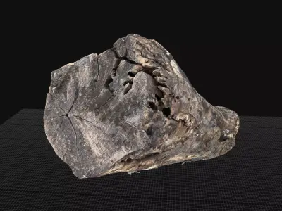 Withered piece of tree wood 3d scan highpoly 3D model
