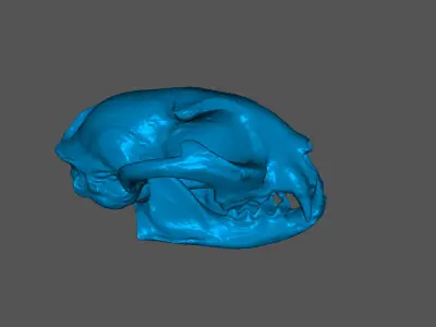 Cat skull Low-poly 3D model