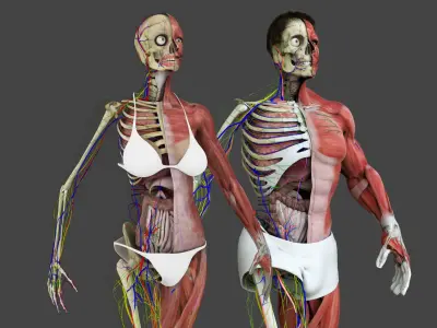 Motion Capture Anatomy Combo 3D model