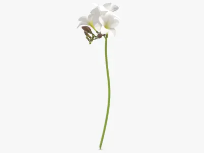 Freesia - White 