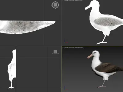 bird Albatross Free 3D model