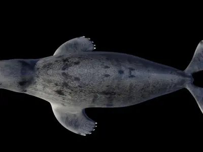 Seal animal Low-poly 3D model