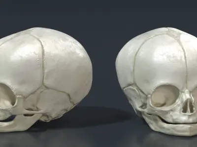 Anatomical Fetal Skull 40 Weeks 3D model